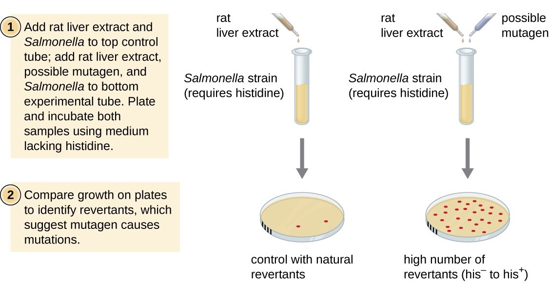 Mutations | Microbiology